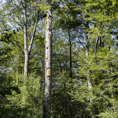 Forêt Irrégulière École (Fie) Du Parc National De Forêts, Centre De Formation à Auberive
