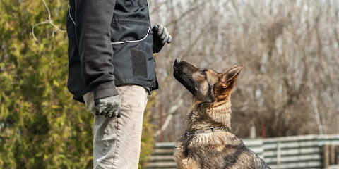 Dog Trainer 11 - Formations D'éducateur Canin Centre De Formation à Carcassonne