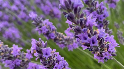 Training Aromatherapy Haute-Savoie Sevproform, Centre de Formation à Scionzier