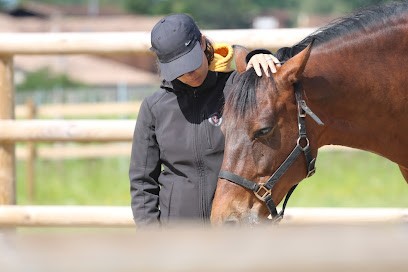 Equicoaching Toulouse - Alter Horse, Centre de Formation à Toulouse