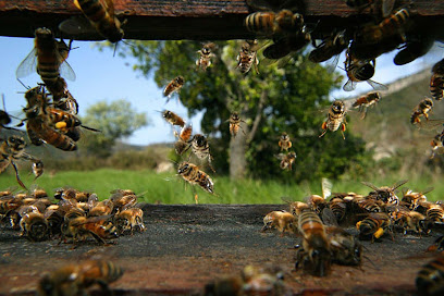1001 Abeilles - I D S - Initiateurs De Solutions - Permaculture Des Abeilles, Centre De Formation à Boisseuilh