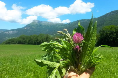 Sentiers Vivants | Muriel Lallée | Balades Botaniques & Ateliers Pratiques Autour Des Plantes Sauvages, En Savoie, Centre De Formation à la Thuile
