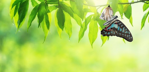 Crysalis Board - Coaching & Training, Centre de Formation à Grosseto-Prugna