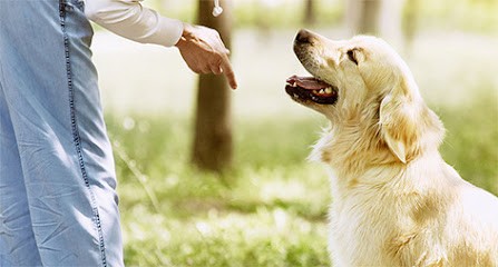 Zoopro - Training Animals Compagnie, Centre de Formation à Orléans